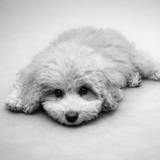 Buddy 🐶